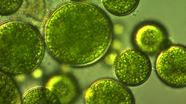 Algae-Based Microrobots Deliver Life-Saving Drugs
