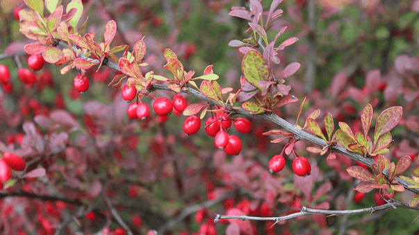 Berberine for Heart Protection, and Garlic for Joint Comfort
