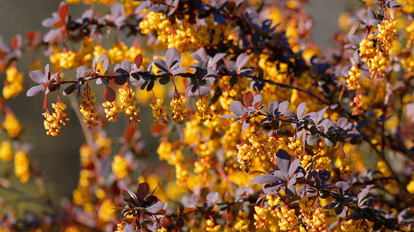 Berberine and Metformin for Longevity