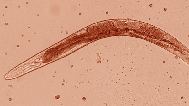 Worm Lifespan Increased 500%, Humans Next?