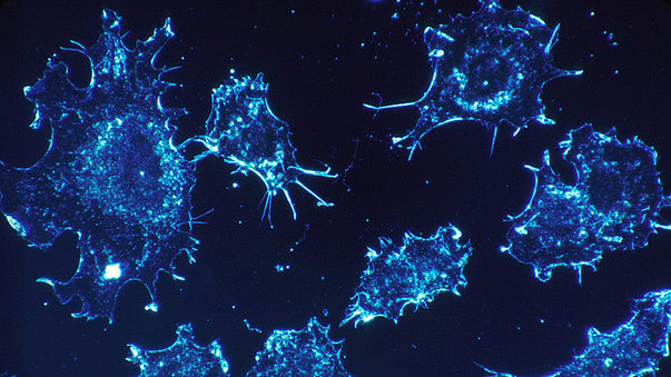 Cancer Immunotherapy Hopes