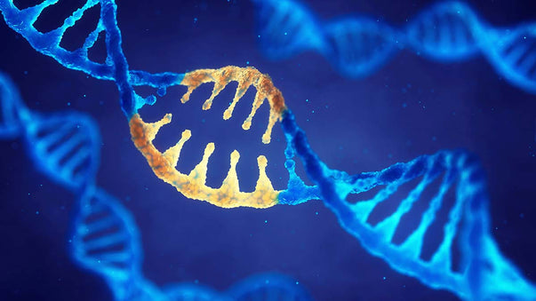 Small CRISPR Is Effective and Easier to Deliver to Cells