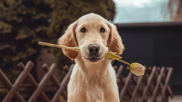 Dogs Keep Your Heart Happy and Healthy