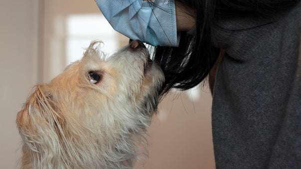 An Artificial System Inspired by Dogs Smells Disease