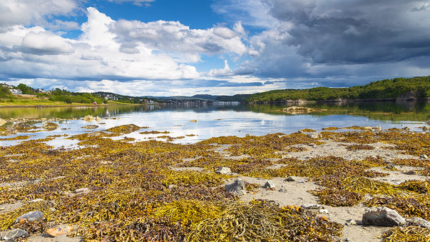 Preserving Biodiversity Saves Lives