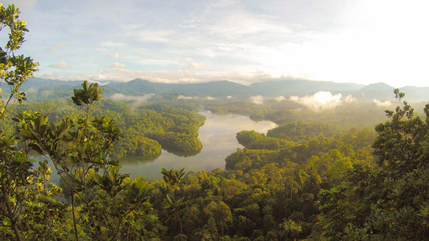 Nature Provides Weapons Against Diseases