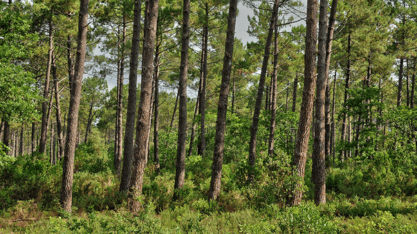 Health Benefits of French Maritime Pine Bark