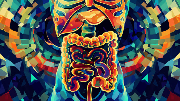A Healthy Gut for Healthy Cognitive Aging