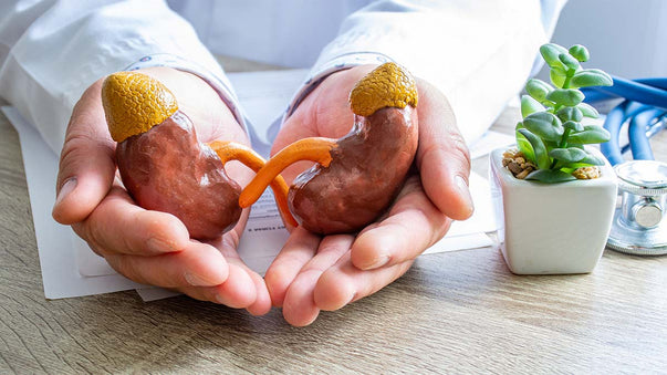 Pig Kidney Transplants May Save Thousands Per Year