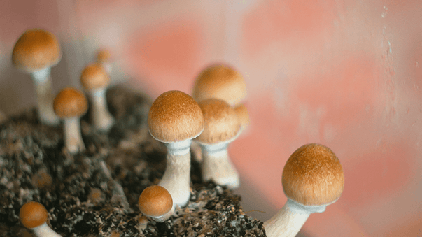FDA Approves Psilocybin Trial for Severe Depression
