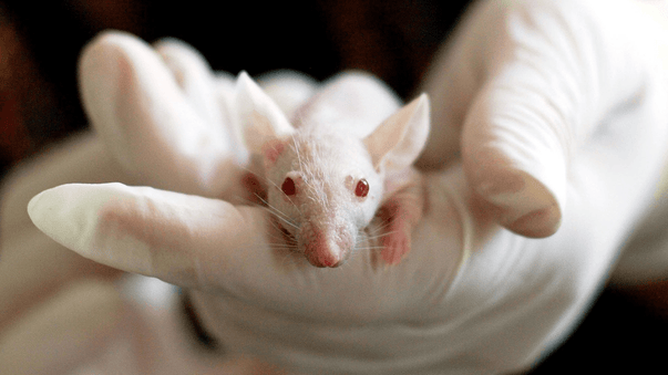 Cognition and Longevity Enhanced in 10 Mouse Studies