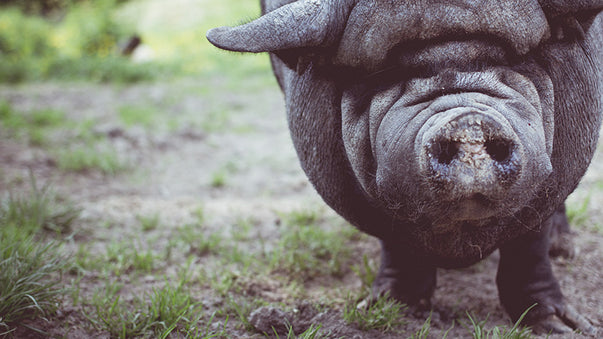 Toward Safer Pig Organs for Human Transplants
