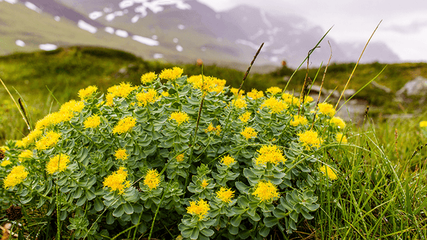 Dr. Crawford on Rhodiola as Natural Support for Stress