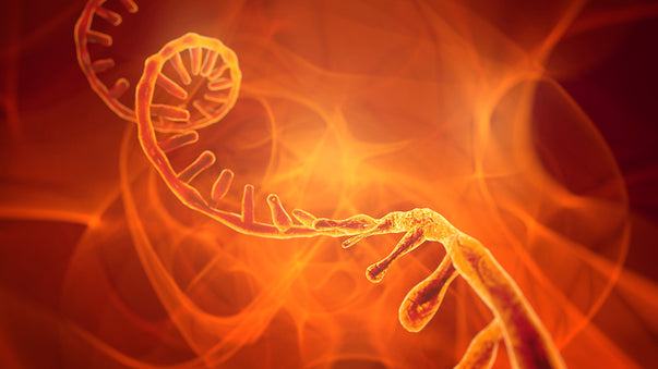 RNA Editing Treats Deadly Genetic Disease in Mice