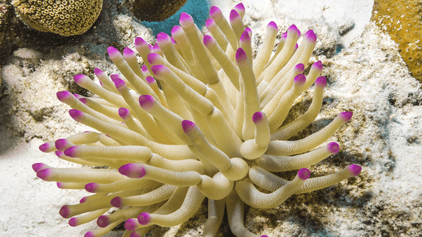 DNA Switch for Whole-Body Regeneration