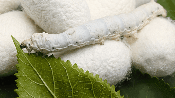 Silk Protein Fibroin Hydrolysate for Memory Enhancement