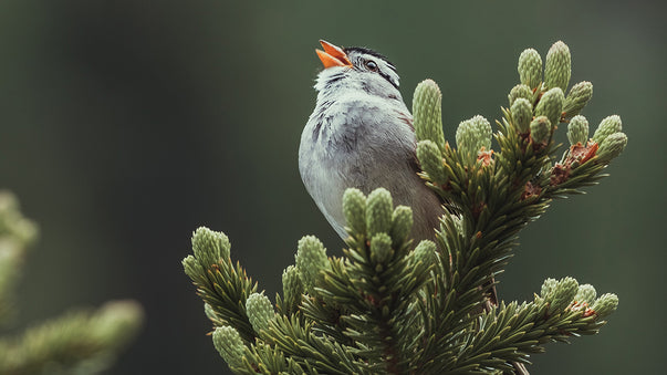 Neuroscientists Translate Brain Activity into Birdsong