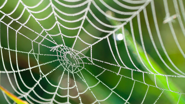 Spider Silk May Help Treat Cancer