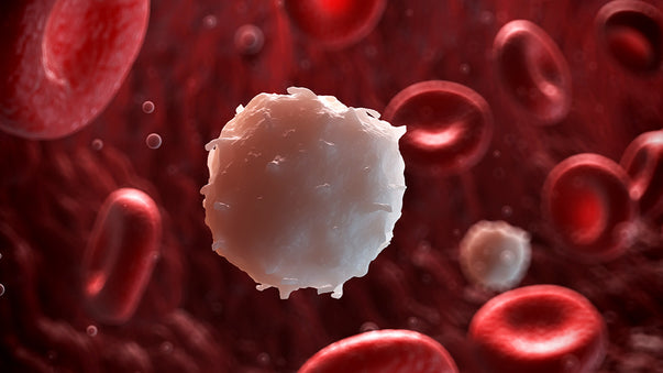The Language of Our Immune Cells