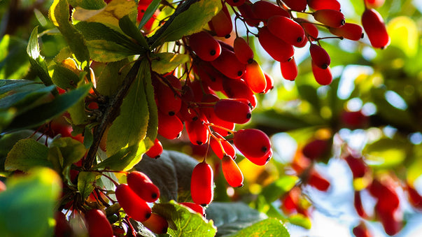 Berberine Is a Promising Life Extension Treatment