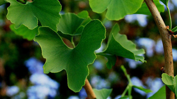 Support Healthy Brain Aging with Ginkgo Biloba
