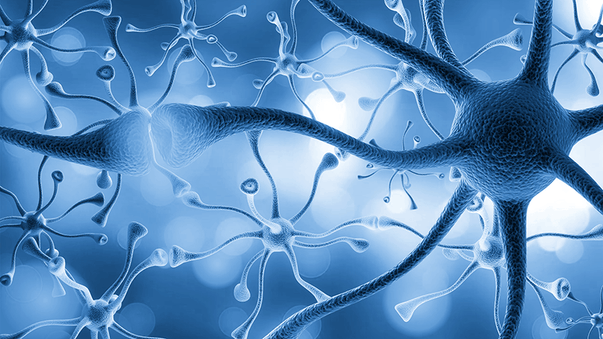 Irisin May Promote Neuronal Growth