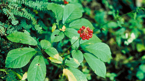 Improve Your Focus with Panax Ginseng