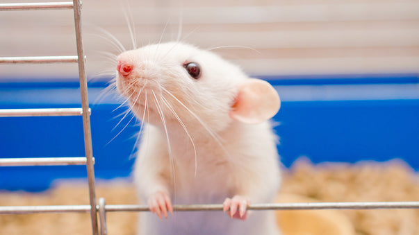 Major Rejuvenation Achieved in Rats?