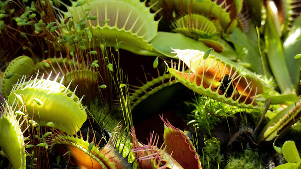 Artificial Nerves Control a Carnivorous Plant